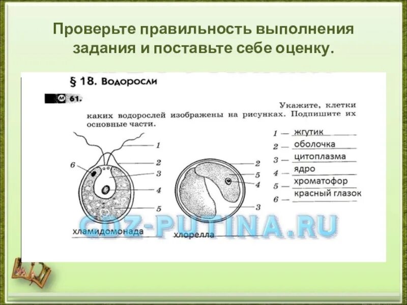 Строение клетки водоросли 5 класс биология. Строение зеленых водорослей 7 класс биология. Строение водорослей 5 класс. Клетка водоросли.