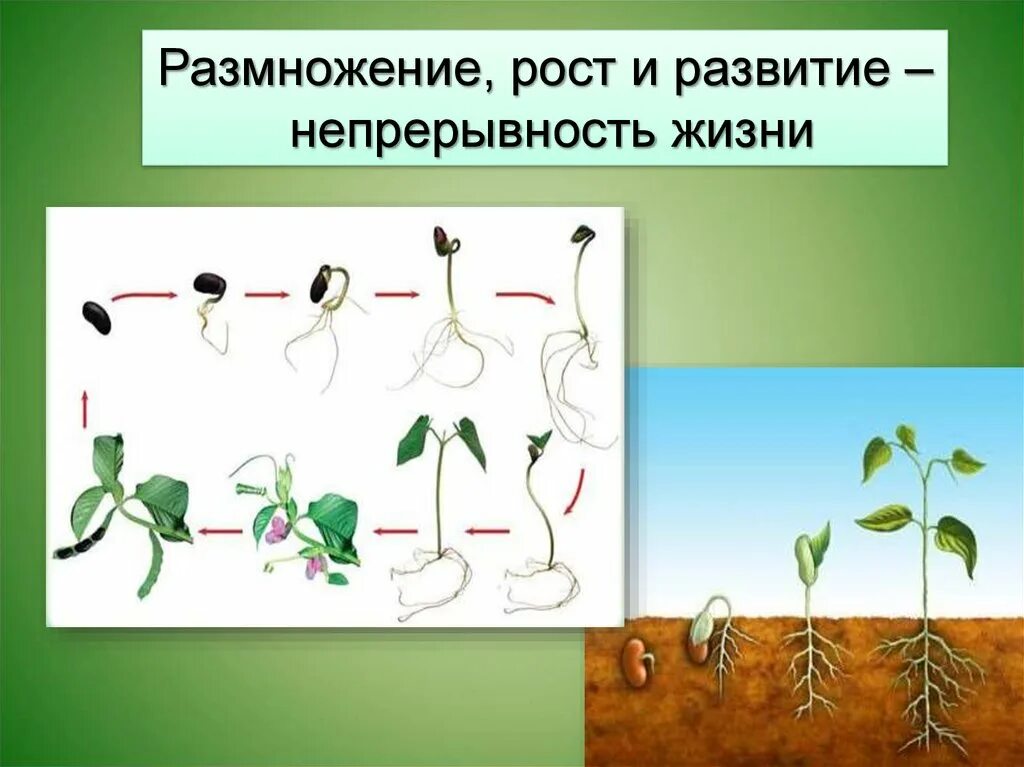 Биология 9 класс рост и развитие ребенка. Рост развитие размножение. Размножение рост и развитие организмов. Рост и размножение организмов. Развитие растений.