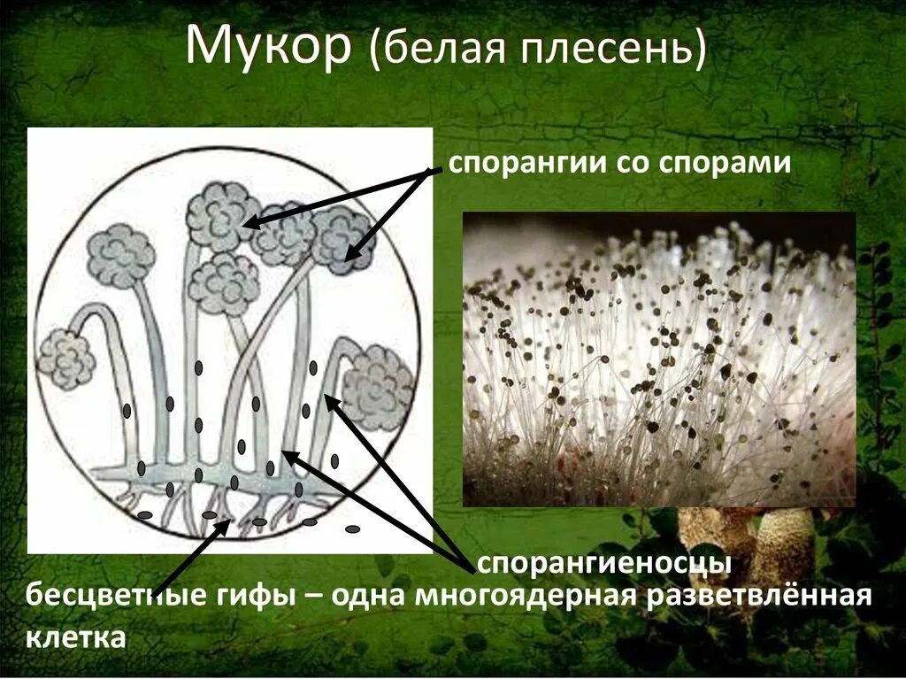 Плесень егэ. Клетка плесени мукора. ядовитые грибы мукор. плесень гриб мукор. строение гриба мукора.