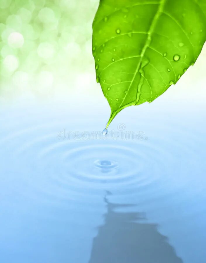 Капля падает с листа. Листок с каплей воды. Падающая капля воды с листка. Листок и капля воды капает в воду. Зеленый листок в воде рисунок.