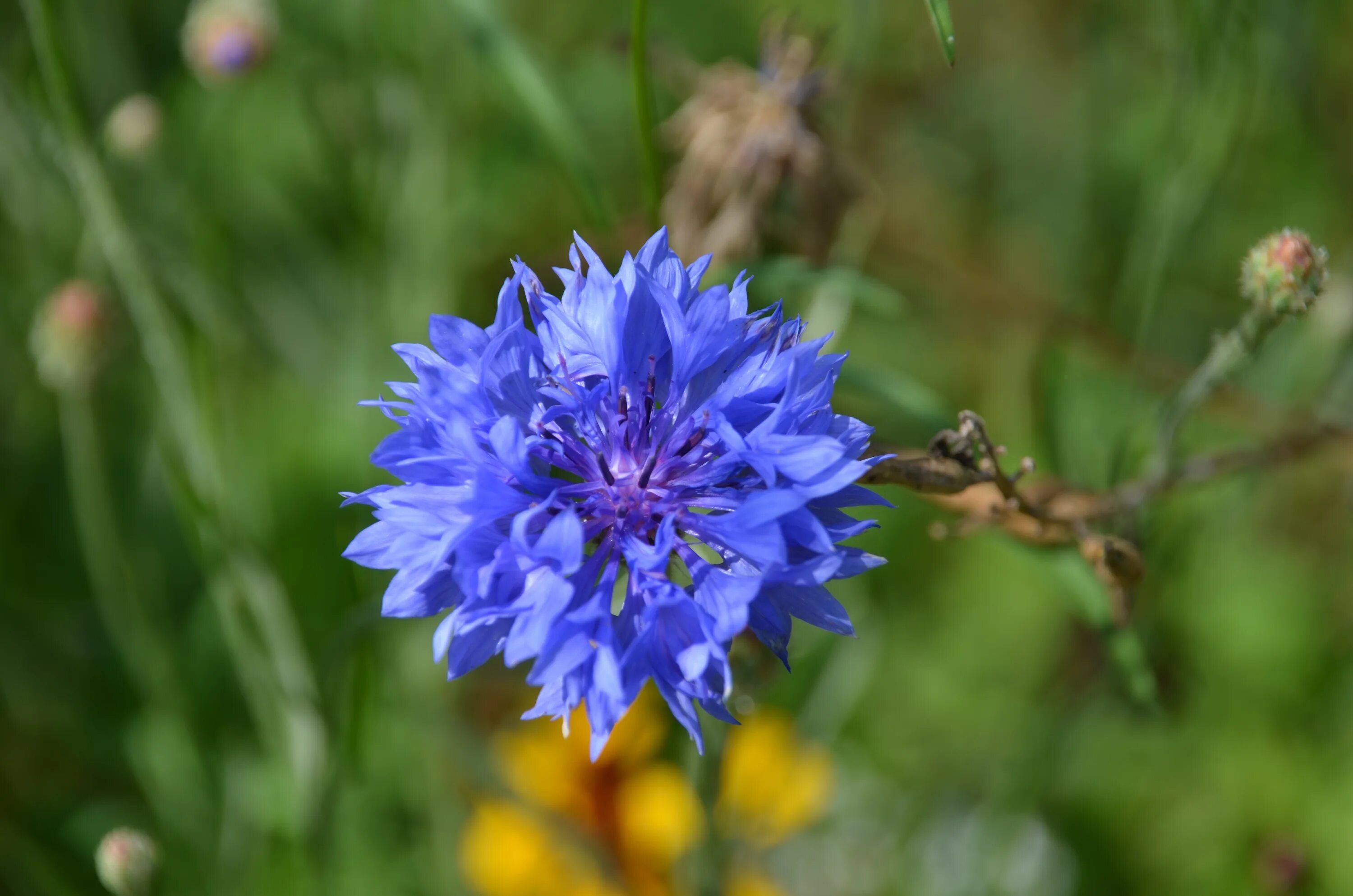 Бодяк луговой. Растения луга василек луговой. Centaurea jacea). Centaurea jacea. Василек многолетний луговой.