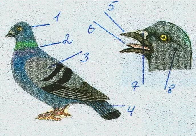 Внешнее строение птиц. Туловище птицы. Птицы урок 7 класс. Строение птицы 7 класс.