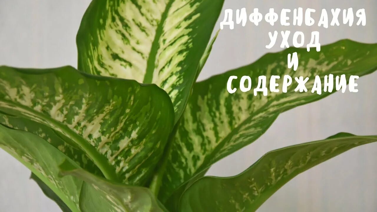 Диффенбахия желтые листья. Диффенбахия кул бьюти. диффенбахия везувий. диффенбахия бертина. диффенбахия с темными листьями.