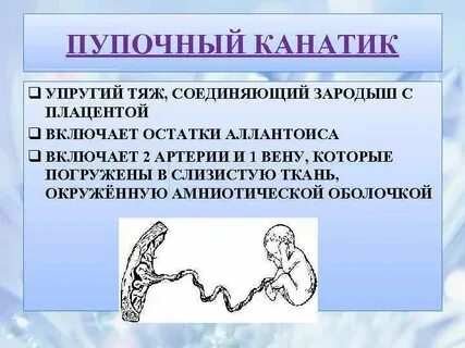 Тяж соединяющий зародыш с плацентой