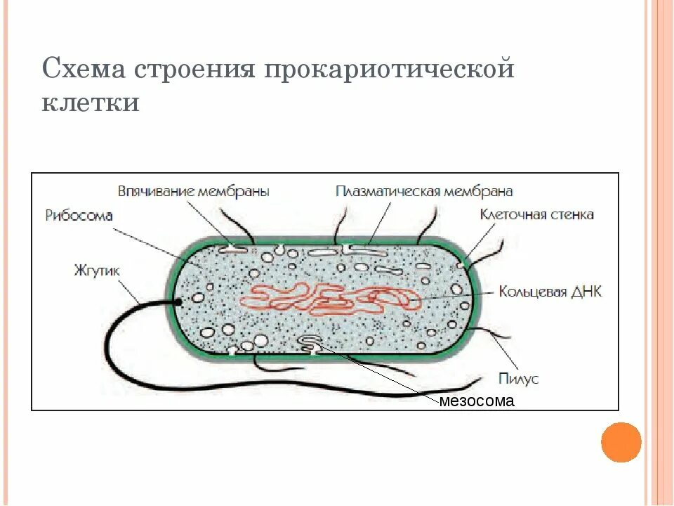 Прокариоты схемы