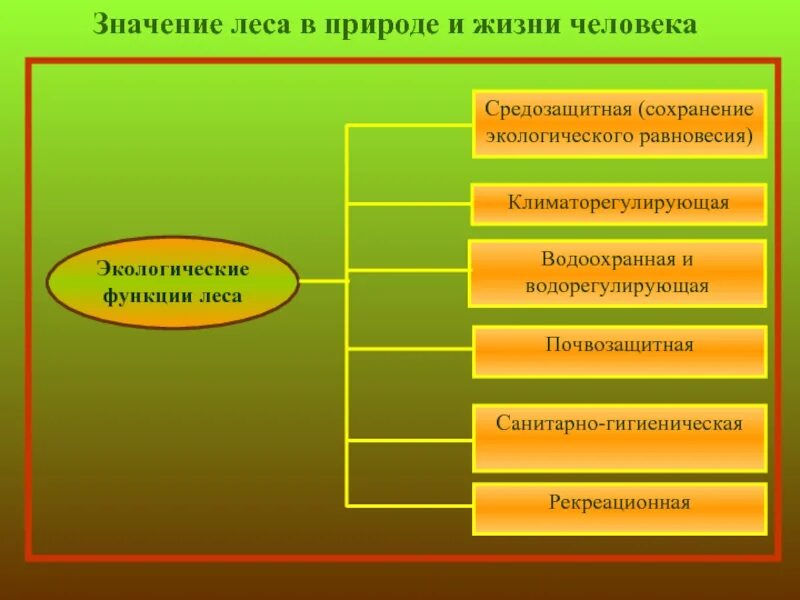 Какова роль леса в жизни человека. Значение леса в природе и жизни человека. Экологические функции леса. Экологическая роль леса. Функции леса схема.