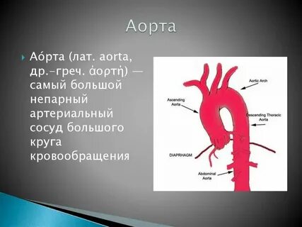 Какой клапан находится в аорте
