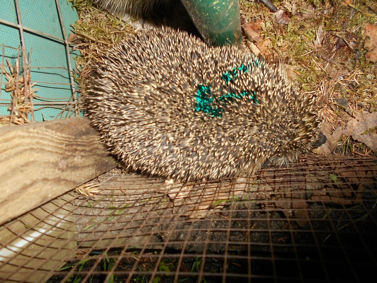 Экосистема ежей. Ежик в норке. Ежата новорожденные с ежихой. Экосистема ежей. Еж раздельнополый еж гермафродит.