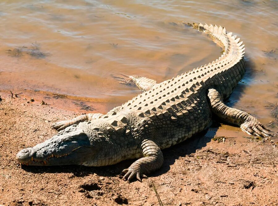 Крокодил живет в африке. Нильский крокодил. Африканский Нильский крокодил. Нильский крокодил Crocodylus niloticus. Африканский узкорылый крокодил.
