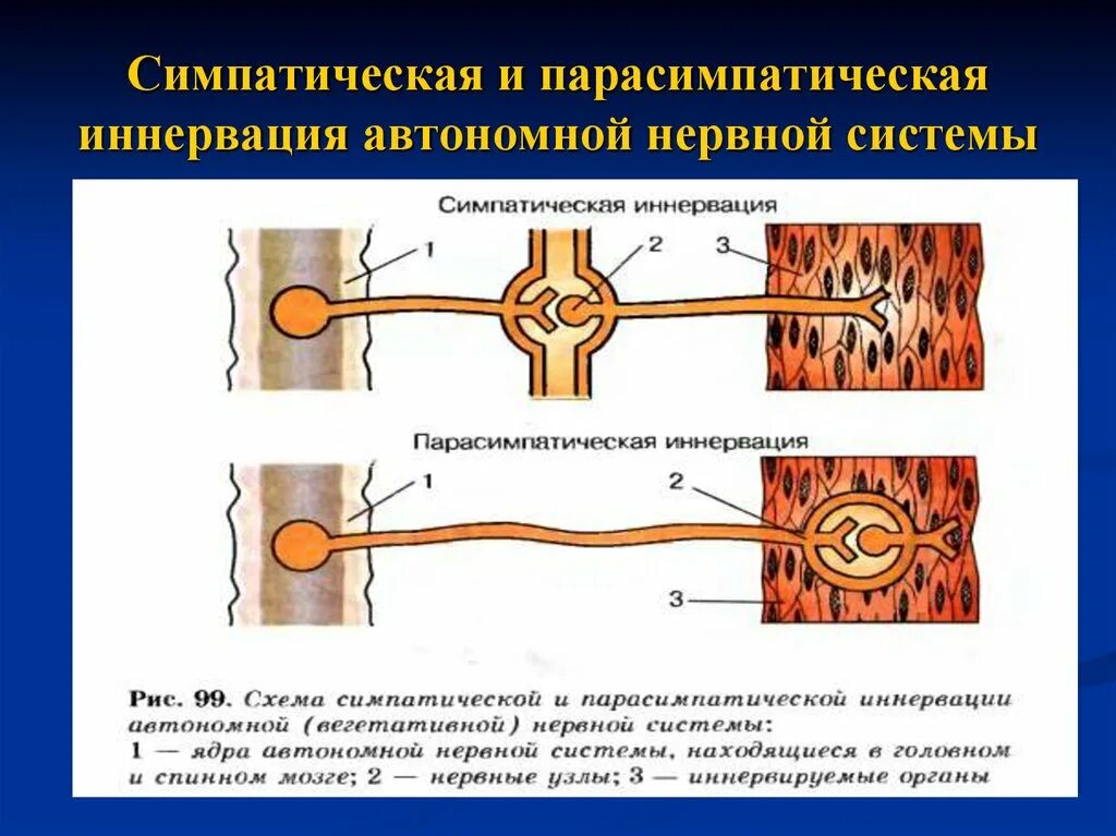 Симпатическая нервная. Схема симпатической и парасимпатической нервной системы. Симпатическая нервная система схема. Симпатические и парасимпатические нервные узлы. Схемы строения симпатической и парасимпатической системы.