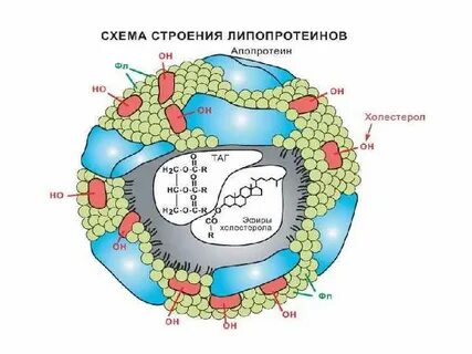 Апопротеин