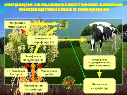 Улучшают азотное питание