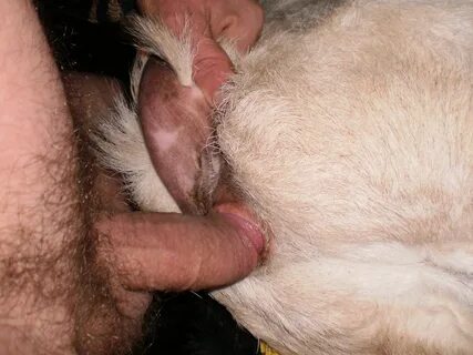 Big fat goat pussy picture