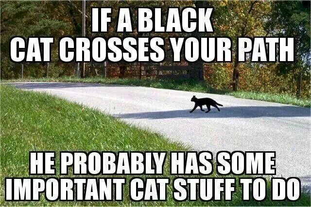He will probably. If a Black Cat Crosses your Path. A Black Cat Crossing your Path signifies. Мем important Cats. Cat Crosses your Path.