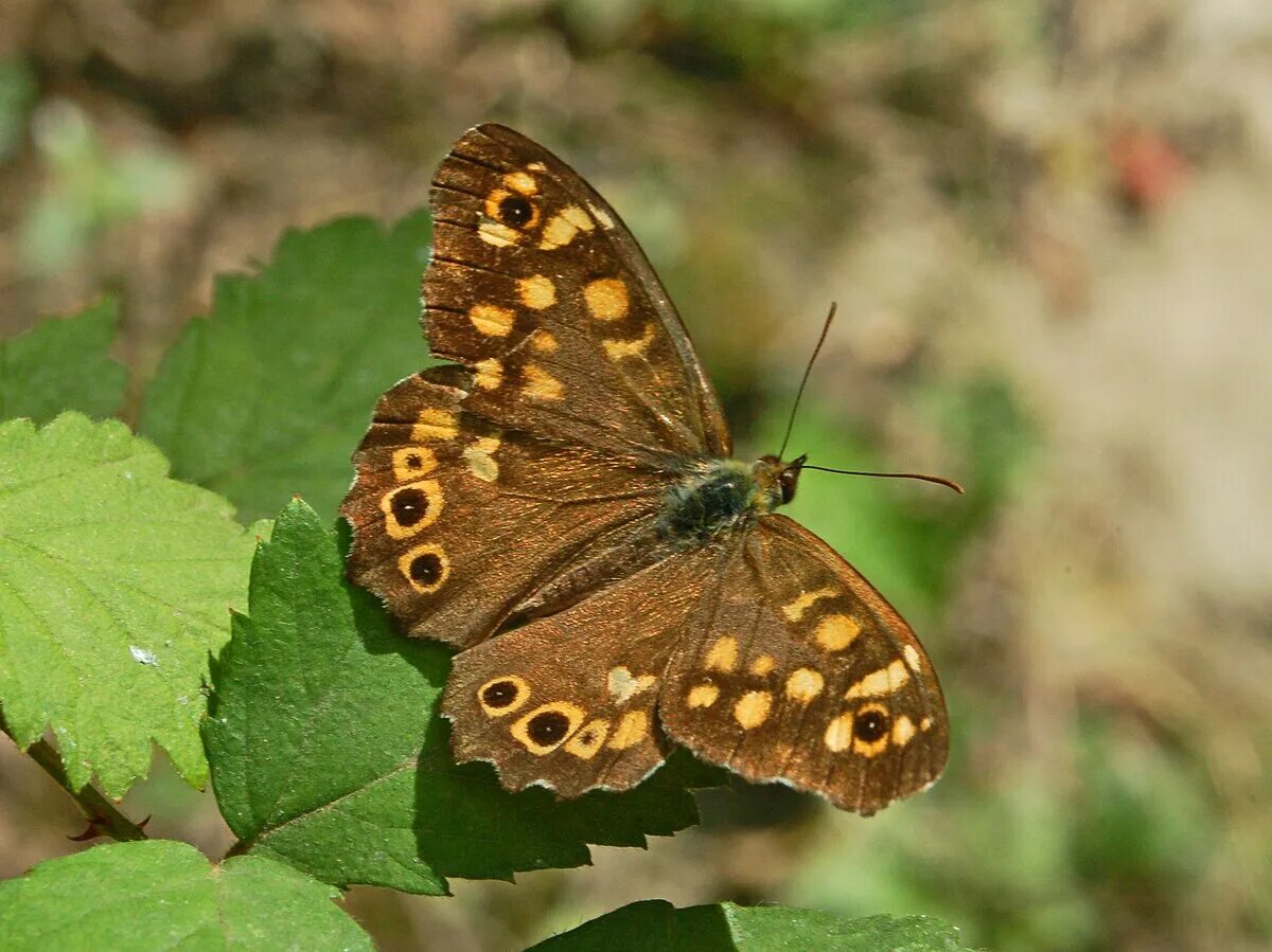 Фотокаталог членистоногих: Глазок цветочный (Aphantopus hyperantus)