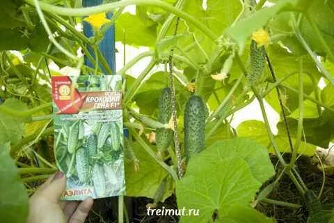 Огурцы сорта крокодил