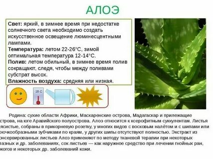 Алоэ признак приспособленности