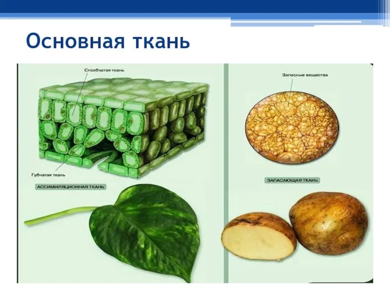 Изображение ткани растений. Основная фотосинтезирующая ткань рисунок. Основная фотосинтезирующая ткань растений. Примеры основной ткани у растений. Запасающая паренхима строение.