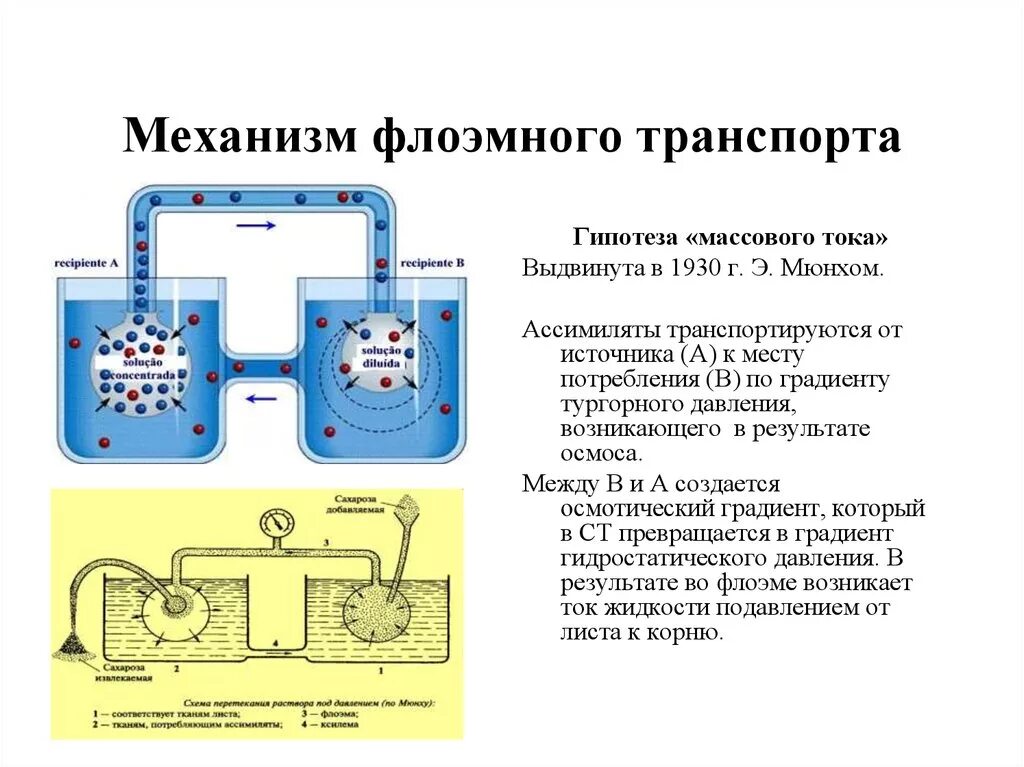 Какие вещества участвуют в транспорте веществ. Флоэмный транспорт в растениях. Механизм флоэмного транспорта. Флоэмный транспорт веществ в растениях. Механизмы транспорта веществ в растении.