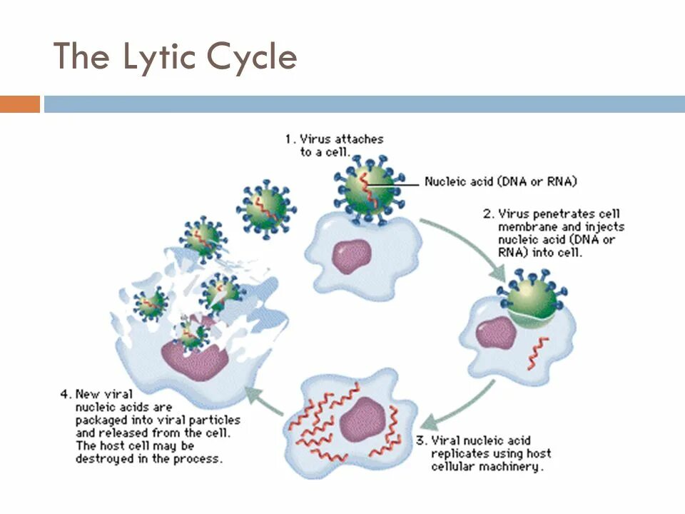Размножение вирусов схема. Цикл развития вируса. Механизм размножения вирусов. Процессы жизнедеятельности вирусов. Cell virus