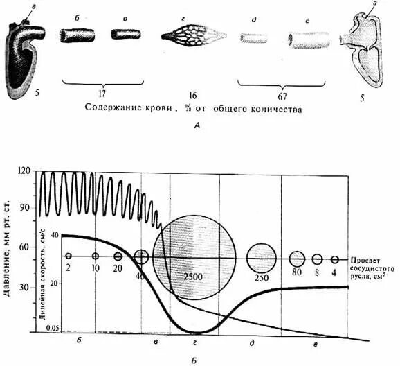 Какова зависимость изменения скорости движения крови. Графики изменения давления и скорости движения крови. Просвет сосудистого русла и линейная скорость кровотока. Участки сосудистого русла. Давление крови в различных отделах сосудистого русла.