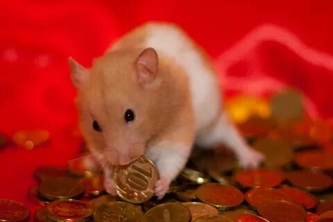 Как продать хомяк коины на байбит