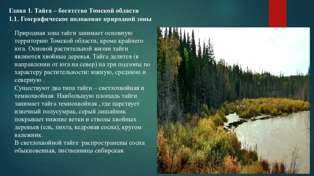 Географическое положение тайги. Богатства тайги. Природная зона Тайга географическое положение. Географическое положение тайги Тайга. Древесина главное богатство этой зоны