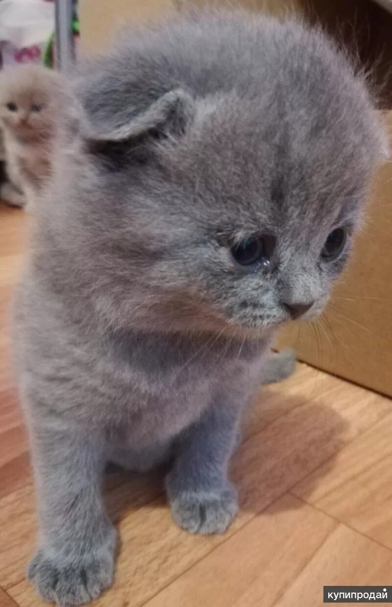Британские котята в Краснодаре