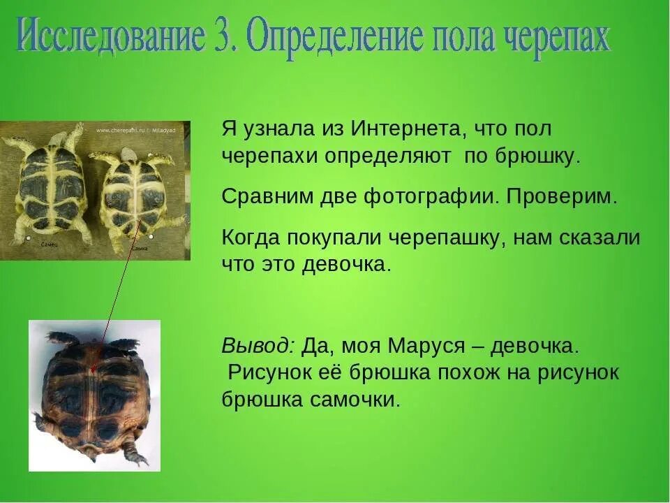 Как отличить черепаху мальчика от девочки