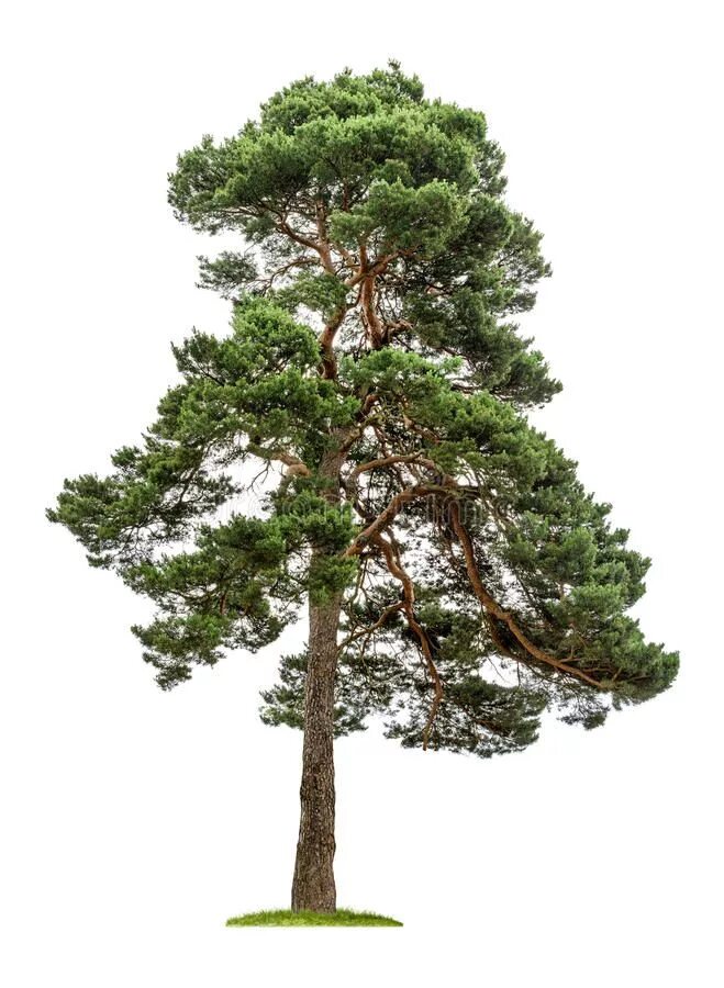Сосна символ чего. Сосна обыкновенная габитус. pinus sylvestris bialogon. bialogon сосна. bialogon (сосна обыкновенная).