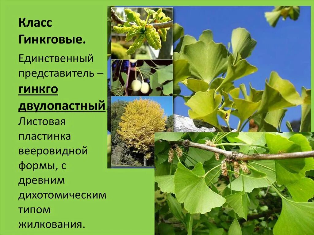 Гинкго голосеменное растение. Класс гинкговые. Гинкго двулопастного листьев экстракт. Голосеменные гинкговые. Голосеменные растения гинкго двулопастный.