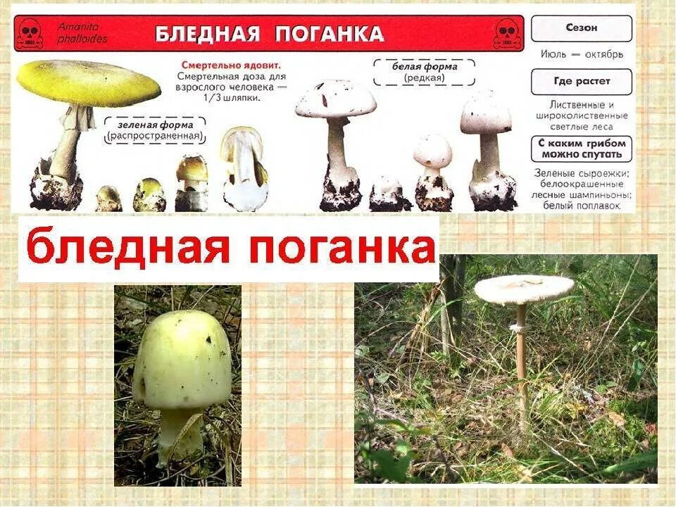 Тип бледной поганки. Бледная поганка строение гриба. бледная поганка шляпка снизу. грибница бледной поганки. бледная поганка и шампиньон.