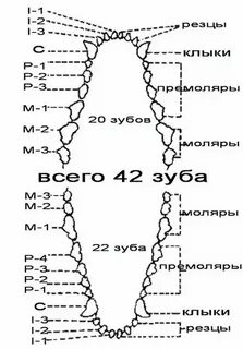 Когда меняют зубы
