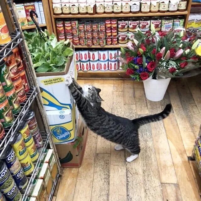 Cat store. Кот в магазине. Кошачий магазин. Кошка в магазине. Коты и суп.