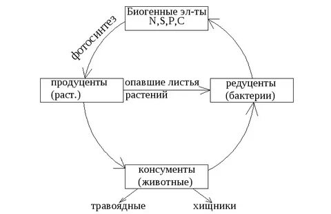 В процессе круговорота веществ редуценты