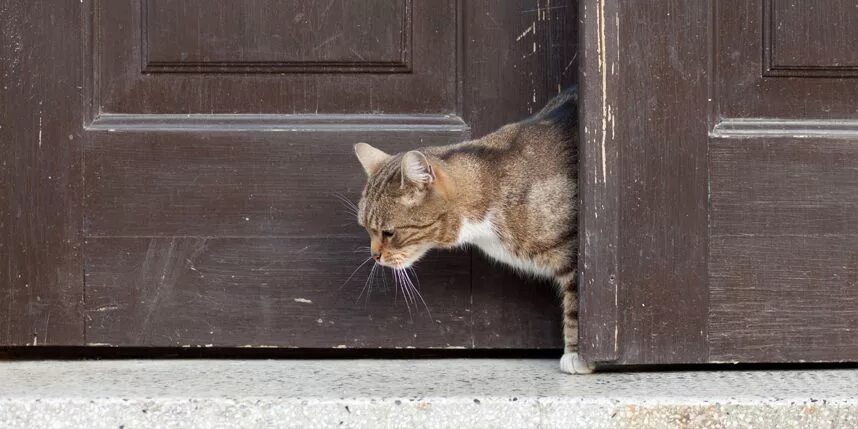Cats at the door картинка. К чему снится что кошка убежала из дома. Кот сбегает из дома. Кот ищет дорогу домой. Кот бежит.