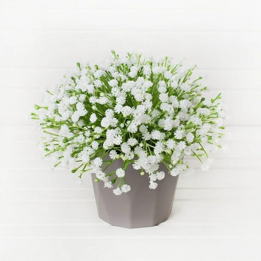 Гипсофила в кашпо. Гипсофилы в горшочке. Гипсофила в горшке. Гипсофила джипси вайт. Гипсофила в горшке.