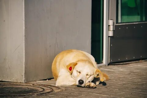 Безнадзорные животные рязань