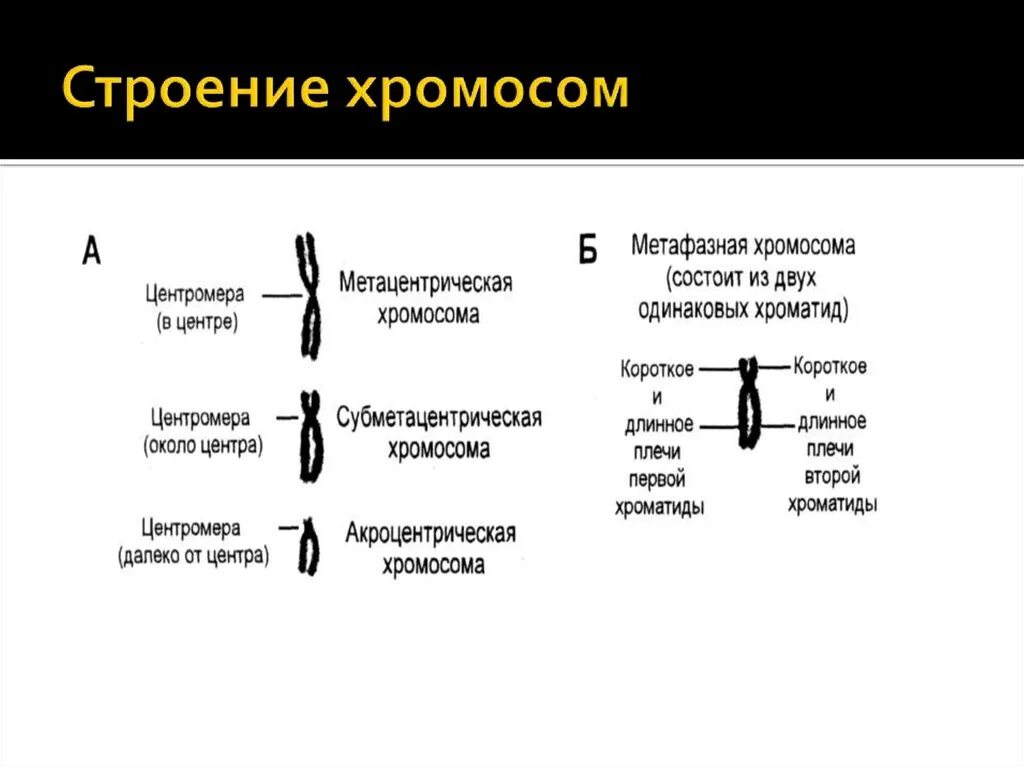 Какие типы хромосом вам известны. Строение метафазной хромосомы. Типы хромосом и их функции. Строение хромосом на стадии метафазы. Схема строения хромосомы.