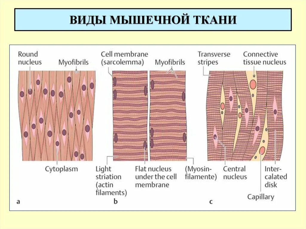 4 типа мышечной ткани. Строение гладкой мышечной ткани таблица. виды и особенности строения мышечной ткани. клетки мышечной ткани таблица. типа мышечной ткани схемы.