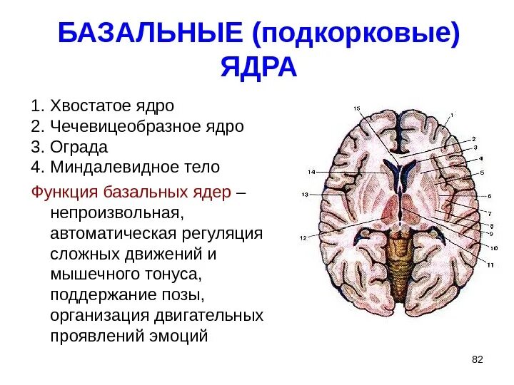 Подкорковые ядра головного мозга функции. Перечислите базальные ядра головного мозга. Базальные ядра головного мозга анатомия. Подкорковые ядра головного мозга анатомия. Изменение в базальных отделах