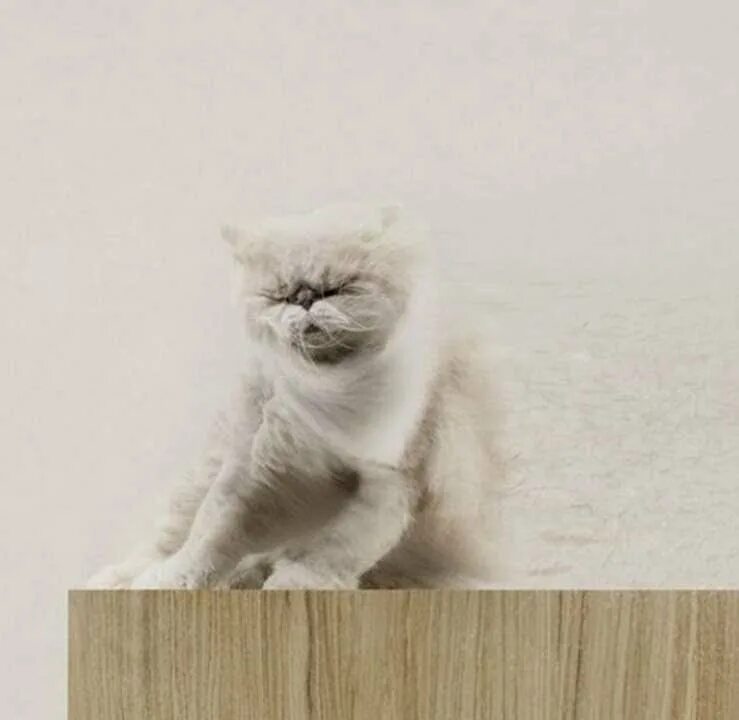 Wind cat