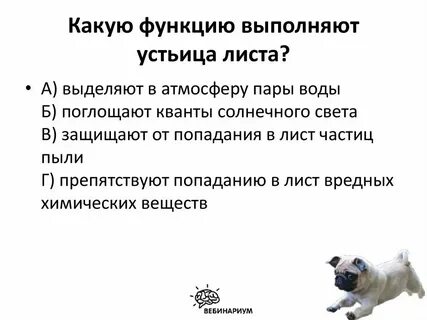 Какую функцию выполняют девушки