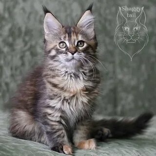 Как назвать куна