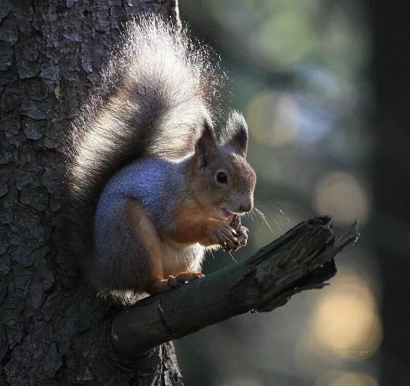 ядро чистый изумруд белку. ядро чистый изумруд белку. белка ядра чистый изумруд. белка иллюстрация. а орешки непростые все скорлупки золотые.