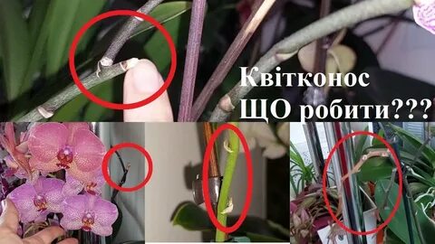 Как правильно срезать орхидею