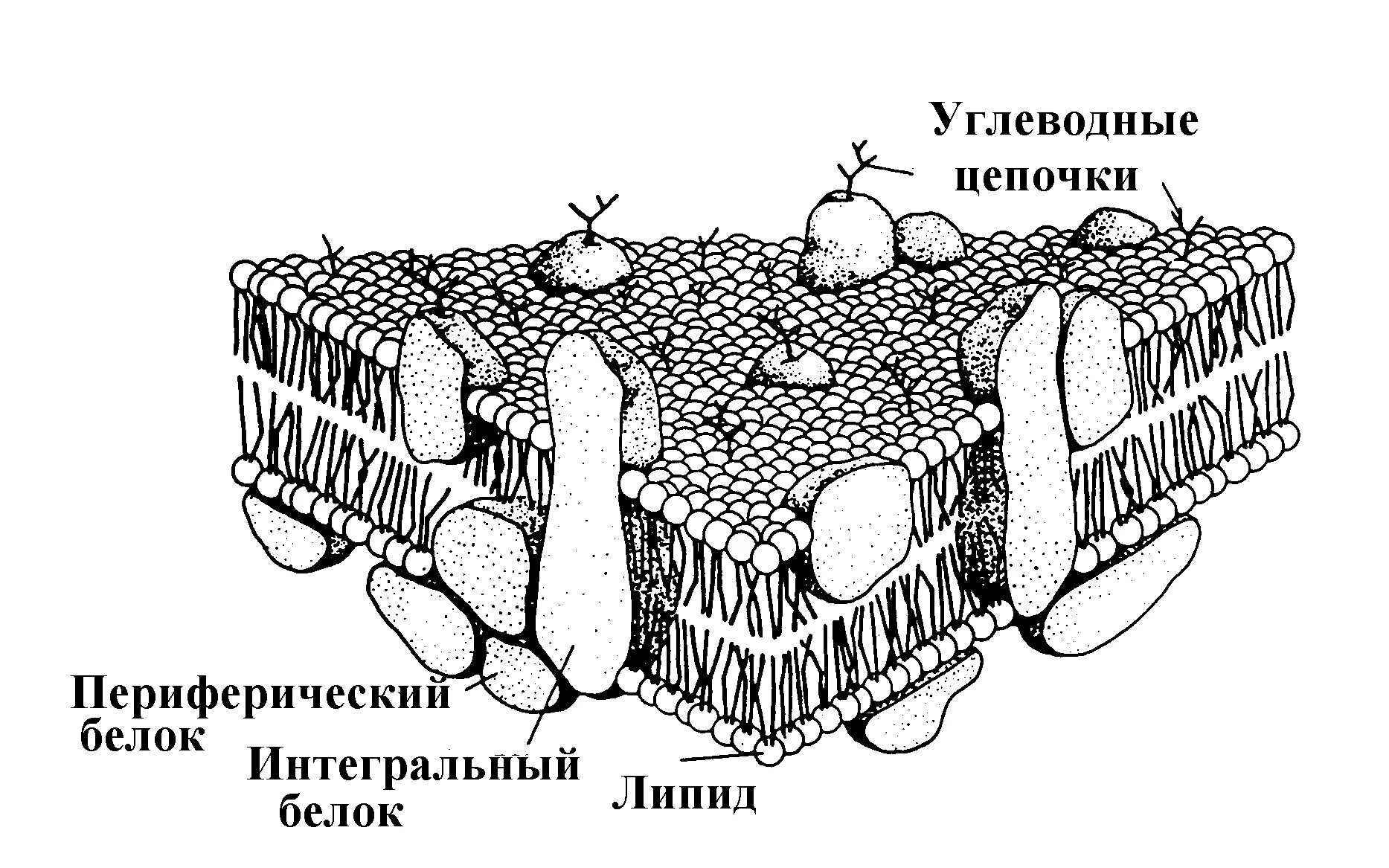 На каком рисунке изображена цитоплазматическая мембрана. Плазматическая мембрана рисунок. жидкостно-мозаичная модель строения плазматической мембраны. жидкостно мозаичная модель мембраны рис 75. схема строения плазматической мембраны.