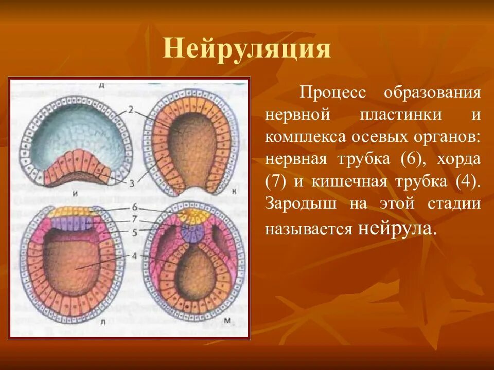 Образование хорды формирование двухслойного