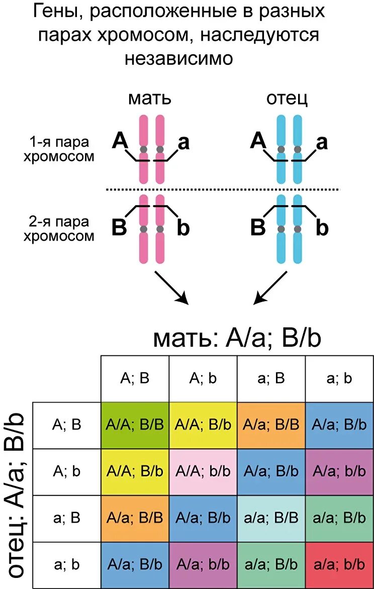 Сцепленное наследование и независимое наследование. Сцепленное наследование аллельных генов. Суепление наследование и независимого наследования. Гены в разных хромосомах.