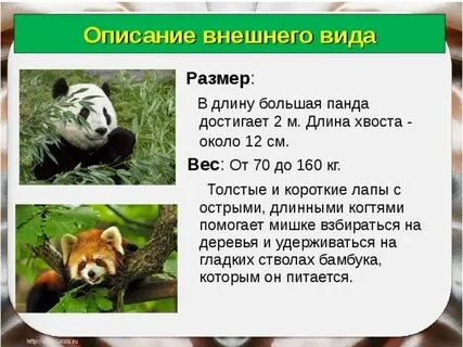 Панда сообщение 4 класс окружающий мир